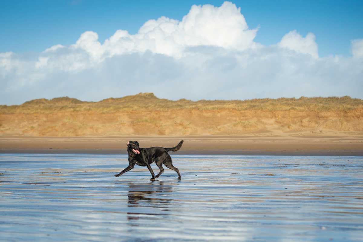 Saunton Sands beach — dog friendly North Devon